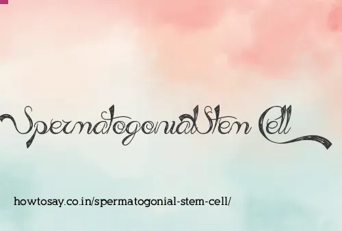 Spermatogonial Stem Cell