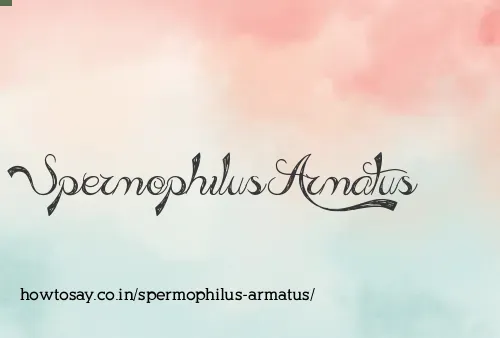 Spermophilus Armatus