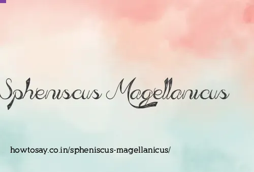 Spheniscus Magellanicus