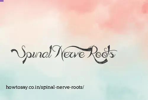 Spinal Nerve Roots