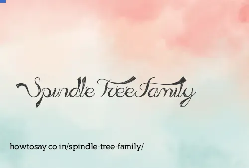 Spindle Tree Family