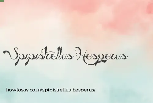 Spipistrellus Hesperus
