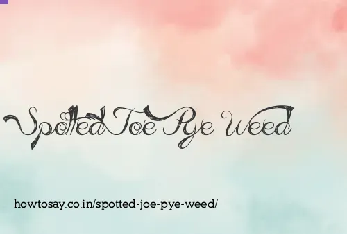 Spotted Joe Pye Weed