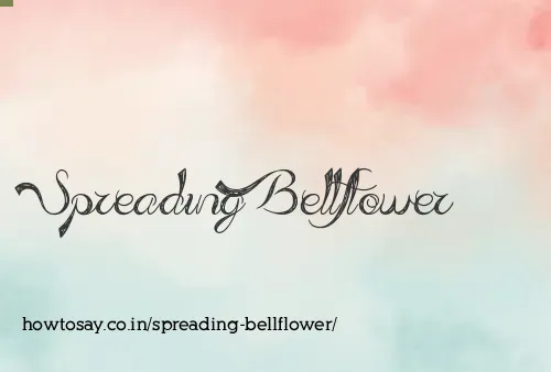 Spreading Bellflower