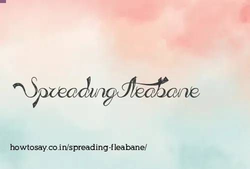 Spreading Fleabane