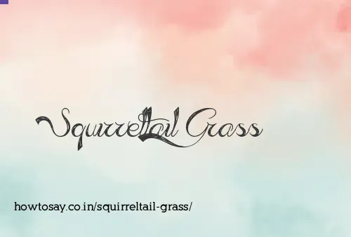 Squirreltail Grass