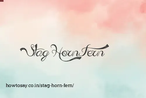 Stag Horn Fern