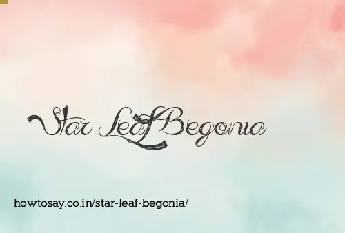 Star Leaf Begonia