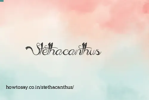 Stethacanthus
