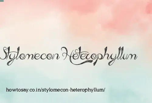 Stylomecon Heterophyllum