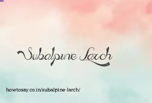 Subalpine Larch