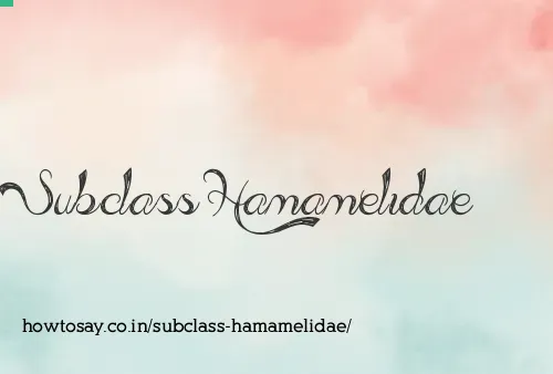Subclass Hamamelidae