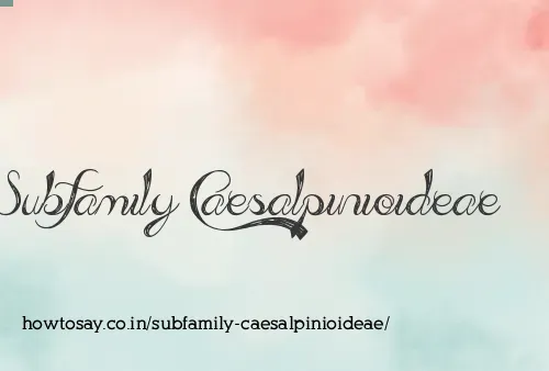 Subfamily Caesalpinioideae