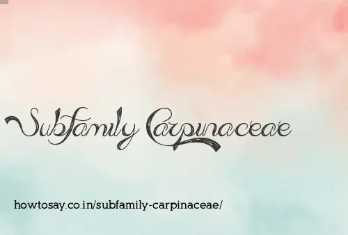 Subfamily Carpinaceae