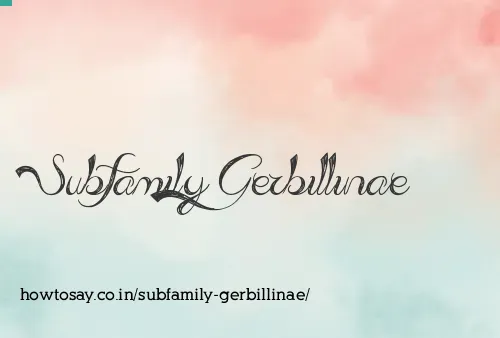 Subfamily Gerbillinae