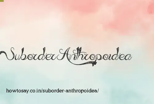 Suborder Anthropoidea