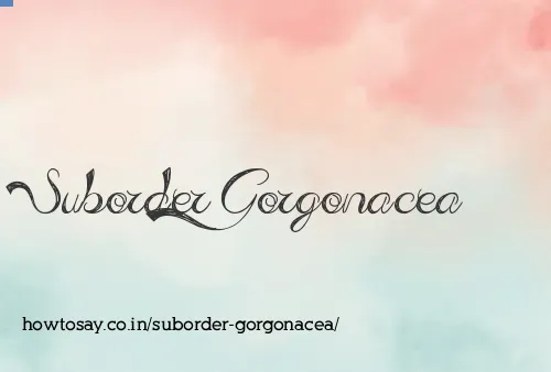 Suborder Gorgonacea