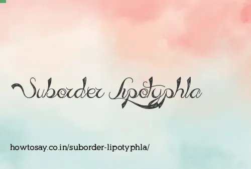 Suborder Lipotyphla