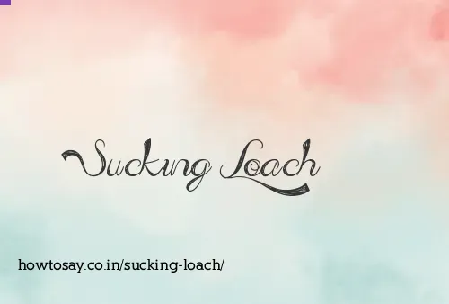 Sucking Loach