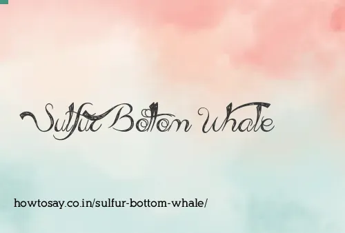 Sulfur Bottom Whale