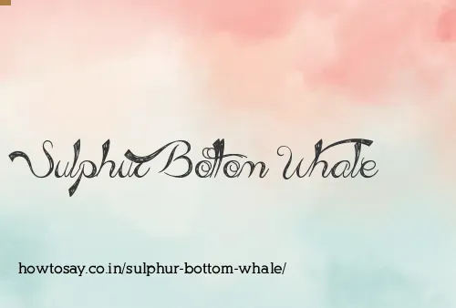 Sulphur Bottom Whale