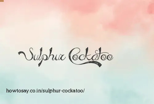 Sulphur Cockatoo