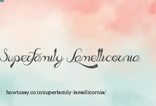 Superfamily Lamellicornia