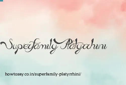 Superfamily Platyrrhini