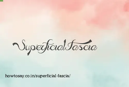 Superficial Fascia