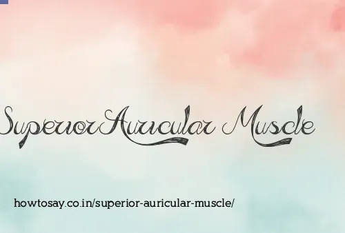 Superior Auricular Muscle