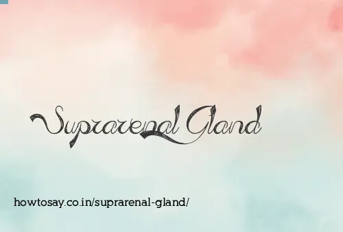 Suprarenal Gland