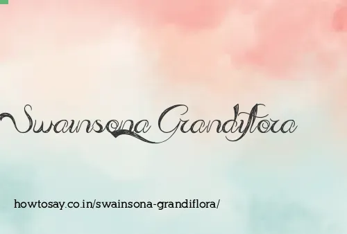 Swainsona Grandiflora