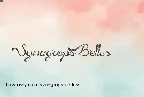 Synagrops Bellus