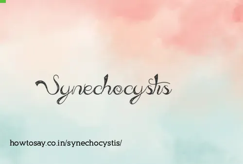 Synechocystis