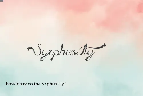 Syrphus Fly