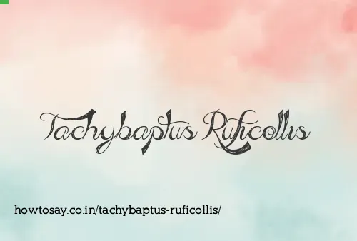 Tachybaptus Ruficollis