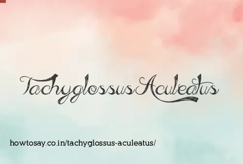 Tachyglossus Aculeatus