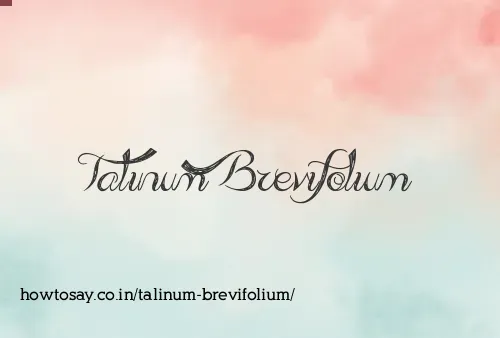 Talinum Brevifolium