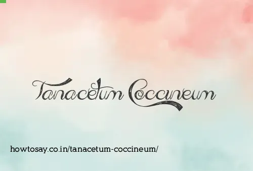 Tanacetum Coccineum
