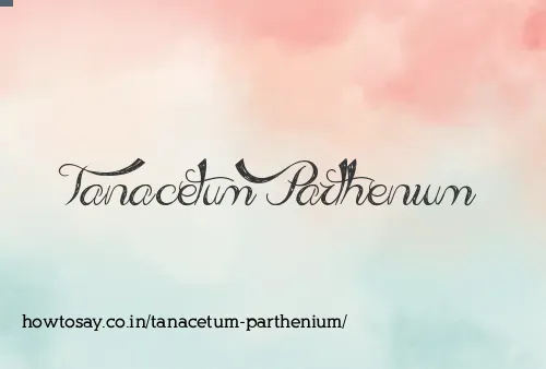 Tanacetum Parthenium