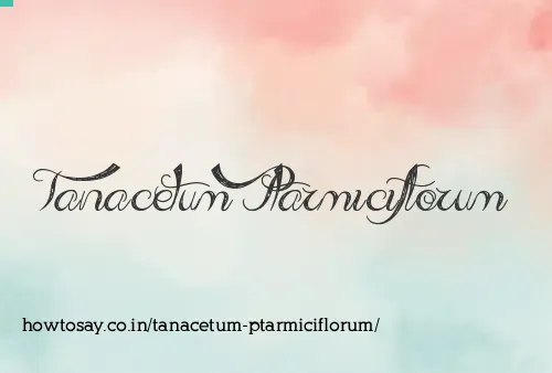 Tanacetum Ptarmiciflorum