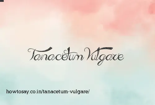 Tanacetum Vulgare