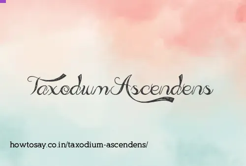 Taxodium Ascendens