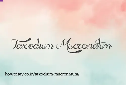 Taxodium Mucronatum