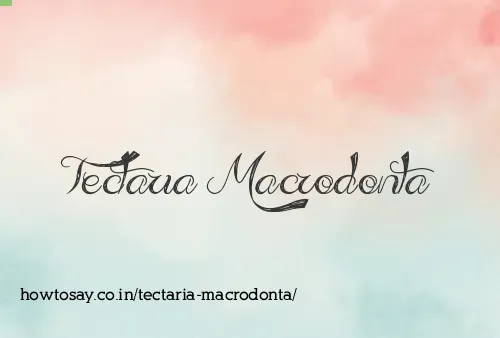 Tectaria Macrodonta