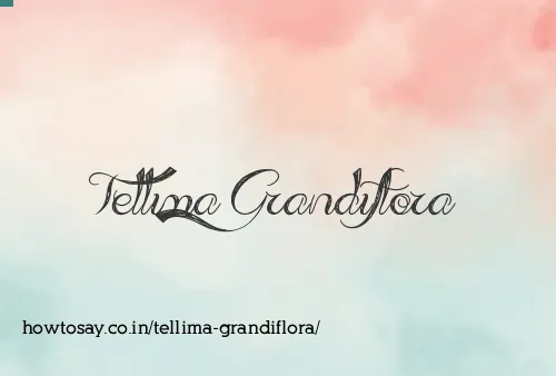 Tellima Grandiflora
