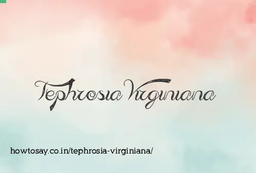 Tephrosia Virginiana