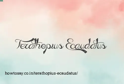 Terathopius Ecaudatus