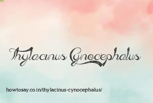 Thylacinus Cynocephalus