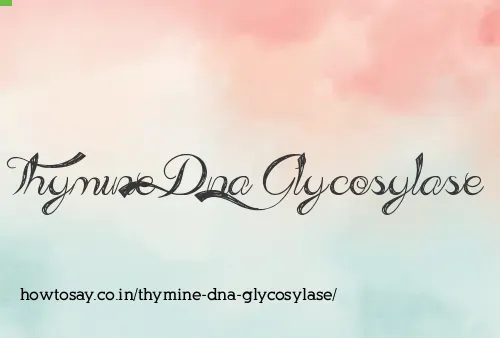 Thymine Dna Glycosylase